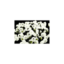 Satellite City HT-600 Hot Tips Replacement Spouts and Over-caps - Direct Stone Tool Supply, Inc